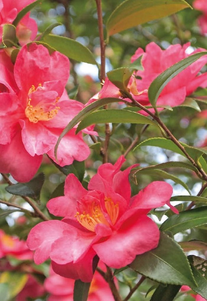 人形供養祭でお供えする花