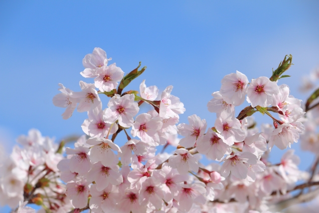 桜の季節に想う、大切な人との歩みと「春の葬儀」